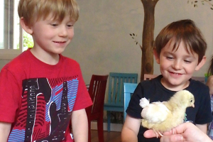 Boys and baby chick